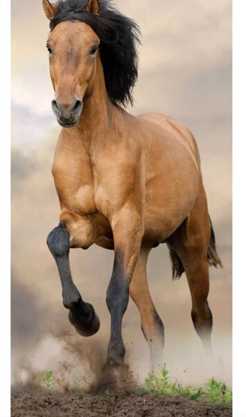 Horses Brown vannas/pludmales dvielis